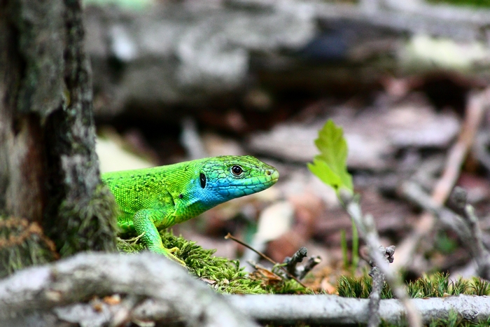 Lacerta bilineata vs zanzara